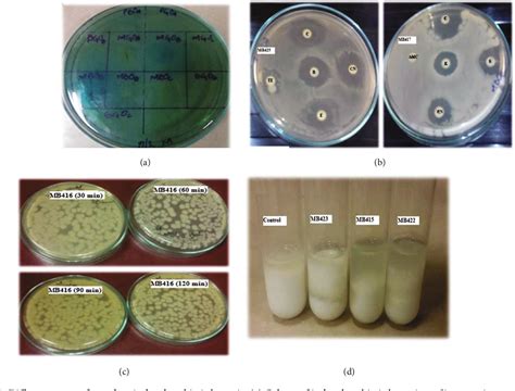 lactococcus lactis biochemical test results|Isolation and Characterization of Lactobacillus crispatus, .